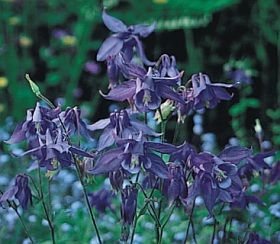 Aquilegia ‘Hensol Harebell’ - orlíček (READERS DIGEST VÝBĚR)