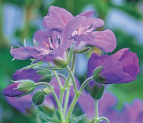 Geranium sylvaticum ‘Mayflower’ - kakost lesní (READERS DIGEST VÝBĚR)