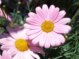 Argyranthemum frutescens - pařížská kopretina