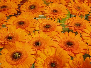 Dvouletky a letničky - květy ve váze