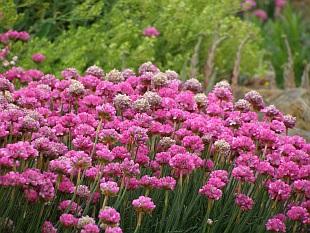 Náhrada trávníku - Armeria maritima