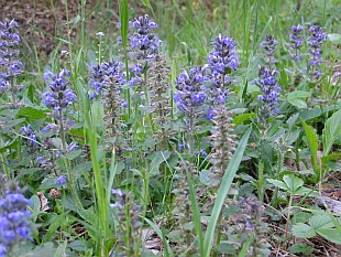Náhrada trávníku - Ajuga reptans Náhrada trávníku - Ajuga reptans