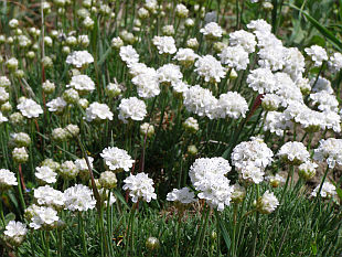Armeria maritima Alba - trávnička přímořská