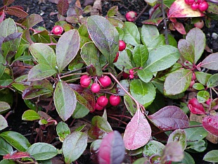 Gaultheria - libavka