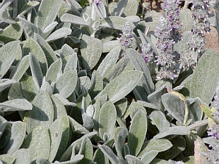 Stachys - květinové záhony, které nemusíte zalévat