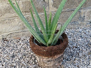 Aloe vera - aloe léčivá