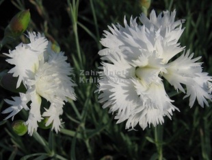 Dianthus plumarius 'Albus Plenus' - karafiát, hvozdík