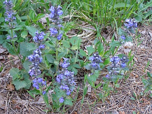 Ajuga reptans - zběhovec plazivý Ajuga reptans - zběhovec plazivý