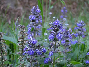 Ajuga reptans - zběhovec plazivý Ajuga reptans - zběhovec plazivý