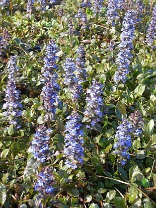 Ajuga reptans - Kriechender Günsel Ajuga reptans - Kriechender Günsel