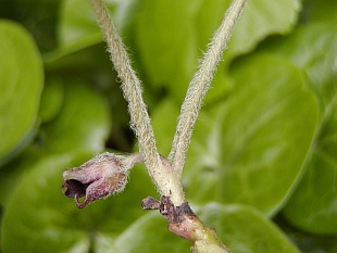 Asarum europaeum - kopytník evropský