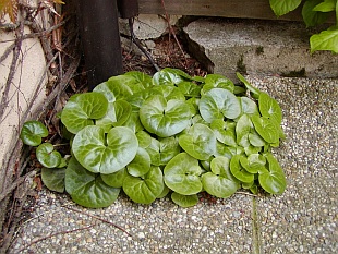 Asarum europaeum - kopytník evropský