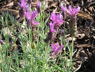 Lavandula stoechas - levandule hlávkovitá 