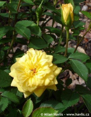 Rosa 'Golden Sun' - růže