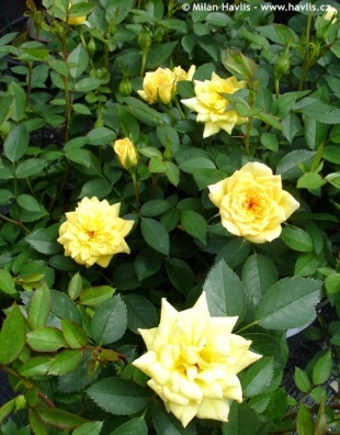 Rosa 'Golden Sun' - růže