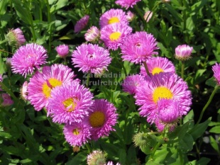 Erigeron 'Foesters Liebling' - turan