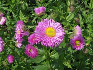 Erigeron 'Rotes Meer' - turan