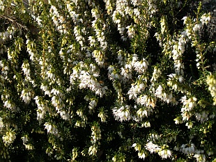 Rostliny pro vřesoviště: Erica carnea - vřesovec pleťový 