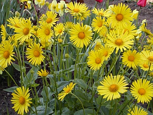 Nenáročné kvetoucí trvalky: Doronicum orientale - kamzičník východní