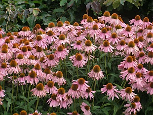 Nenáročné kvetoucí trvalky: Echinacea purpurea - třapatkovka nachová Nenáročné kvetoucí trvalky: Echinacea purpurea - třapatkovka nachová