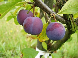 Prunus domestica 'Bryská' - slivoň Prunus domestica 'Bryská' - slivoň