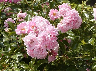 Stromková růže 'The Fairy'