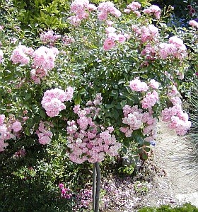 Stromková růže 'The Fairy'