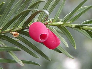 Přehled dřevin: jehličnaté dřeviny,  tis červený - Taxus baccata