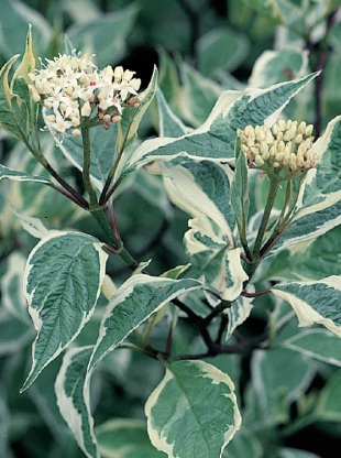 Nenáročné rostliny do polostínu - Cornus alba (READERS DIGEST VÝBĚR) Nenáročné rostliny do polostínu - Cornus alba (READERS DIGEST VÝBĚR)