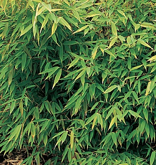 Nenáročné rostliny do stínu - Fargesia nitida (READERS DIGEST VÝBĚR) Nenáročné rostliny do stínu - Fargesia nitida (READERS DIGEST VÝBĚR)