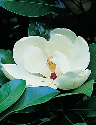 Nenáročné rostliny na plné slunce - Magnolia grandiflora (READERS DIGEST VÝBĚR) Nenáročné rostliny na plné slunce - Magnolia grandiflora (READERS DIGEST VÝBĚR)