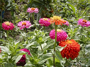 Přehled zahradních a balkóvých rostlin: Zinnia - ostálka