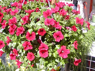 Přehled zahradních a balkóvých rostlin: Petunia - petunie