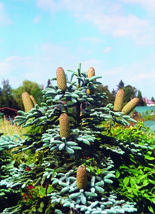 Šišky jehličnanů: Abies procera 'Glauca' - jedle vznešená (TIP ZC CS)