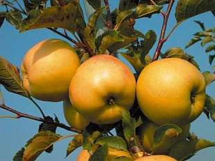 Malus domestica 'Luna' ® - jabloň (FYTOS)