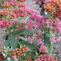 Sedum telephium 'Abbeydore'