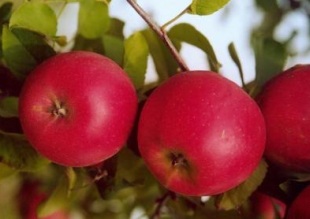 Malus domestica 'Red Topaz' ® - jabloň