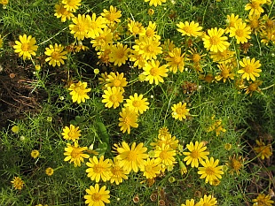 Chrysanthemum frutescens – kopretiny, které zdobí balkony a terasy po celé léto (TIP ZC CS)