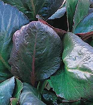 Bergenia ‘Ballawley’ - bergenie (READERS DIGEST VÝBĚR)