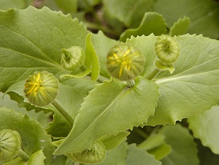 Doronicum orientale - kamzičník východní