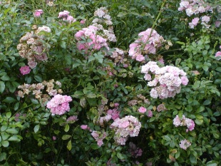 Rosa 'The Fairy' - růže [pokryvné růže]