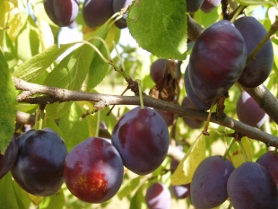 Prunus domestica 'Hamanova' - švestka (ŠKOLKA PŘÍBOR) Prunus domestica 'Hamanova' - švestka (ŠKOLKA PŘÍBOR)