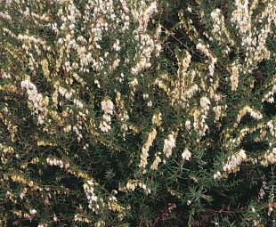 Erica x darleyensis 'White Perfection' - vřesovec darlejský (READERS DIGEST VÝBĚR)