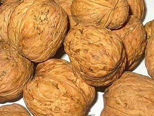 Juglans regia - ořešák královský (KOHAPLANT)