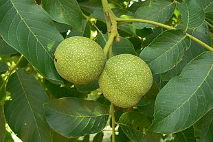 Juglans regia 'Milotai 10' - orech kráľovský (KOHAPLANT)