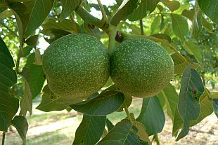 Juglans regia 'Alsószentiványi 117' - orech kráľovský (KOHAPLANT)