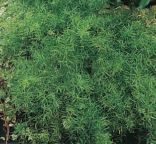 Asparagus densiflorus 'Sprengeri' - chřest hustokvětý, asparágus (READERS DIGEST VÝBĚR)