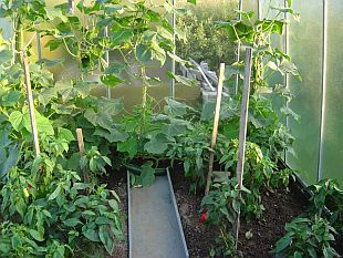 Skleníky a pařeniště: skleník (SKLENÍKY V&P)