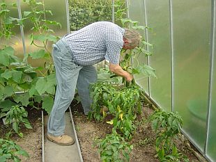 Skleníky a pařeniště: skleník (SKLENÍKY V&P)