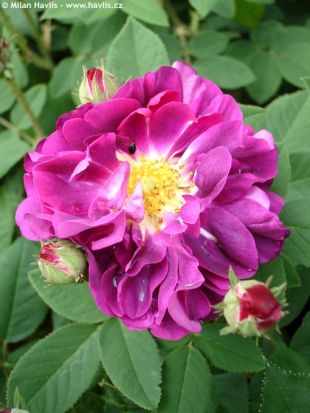 Rosa 'Tuscany Superb' - růže